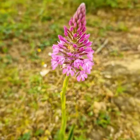 Chambre Aramis * Ayguetinte