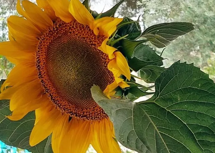 Gæstehus Chambre Aramis *